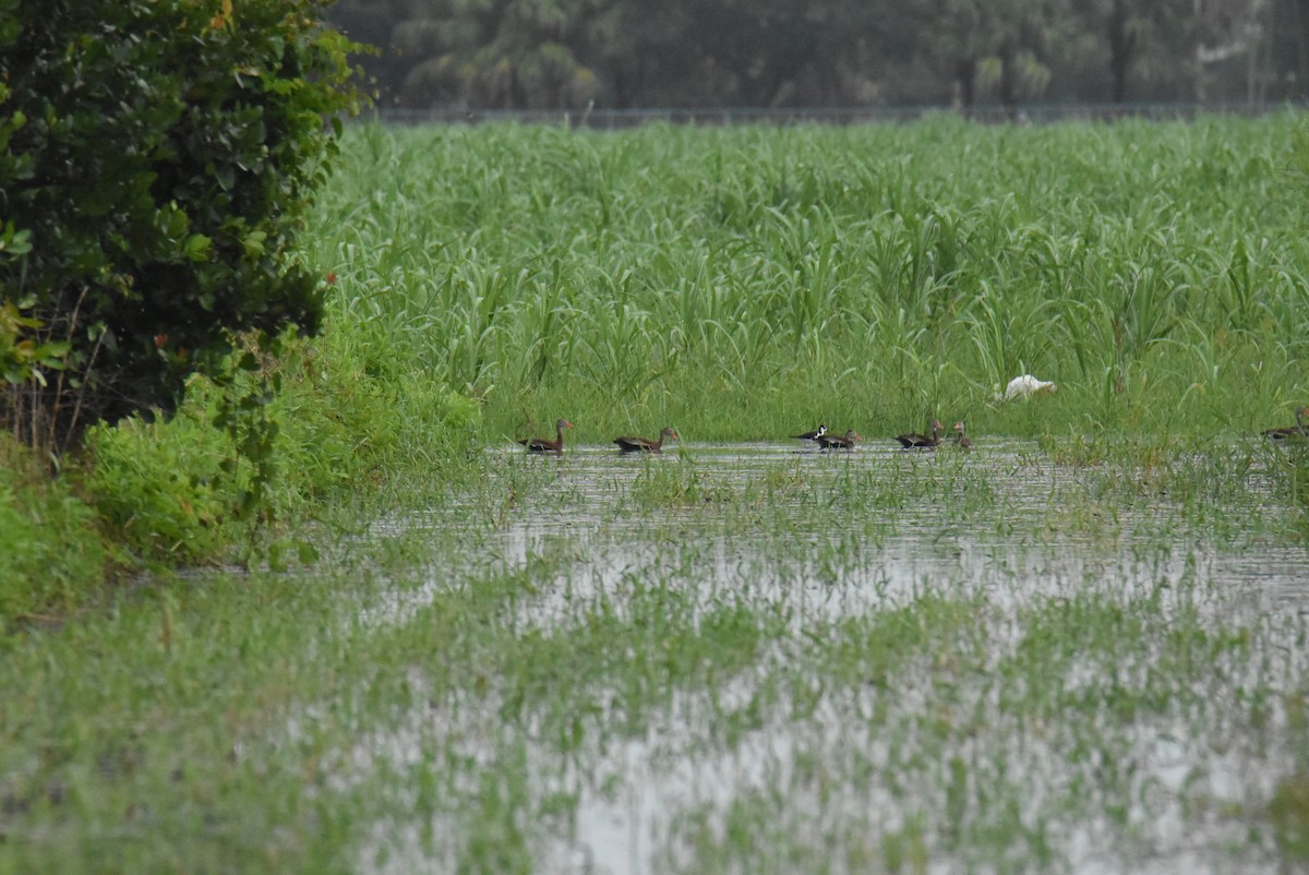 Black-bellied Whistling-Duck - ML470517871