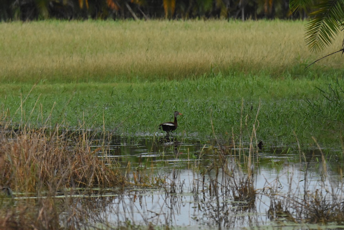 Black-bellied Whistling-Duck - ML470518241