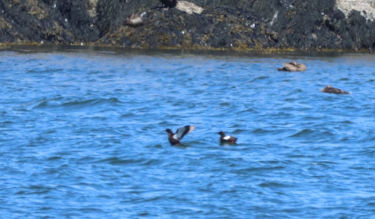 Guillemot à miroir - ML470519691