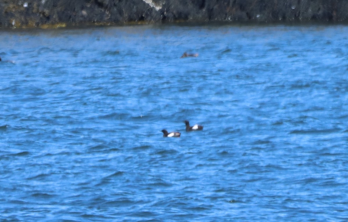 Black Guillemot - ML470519901