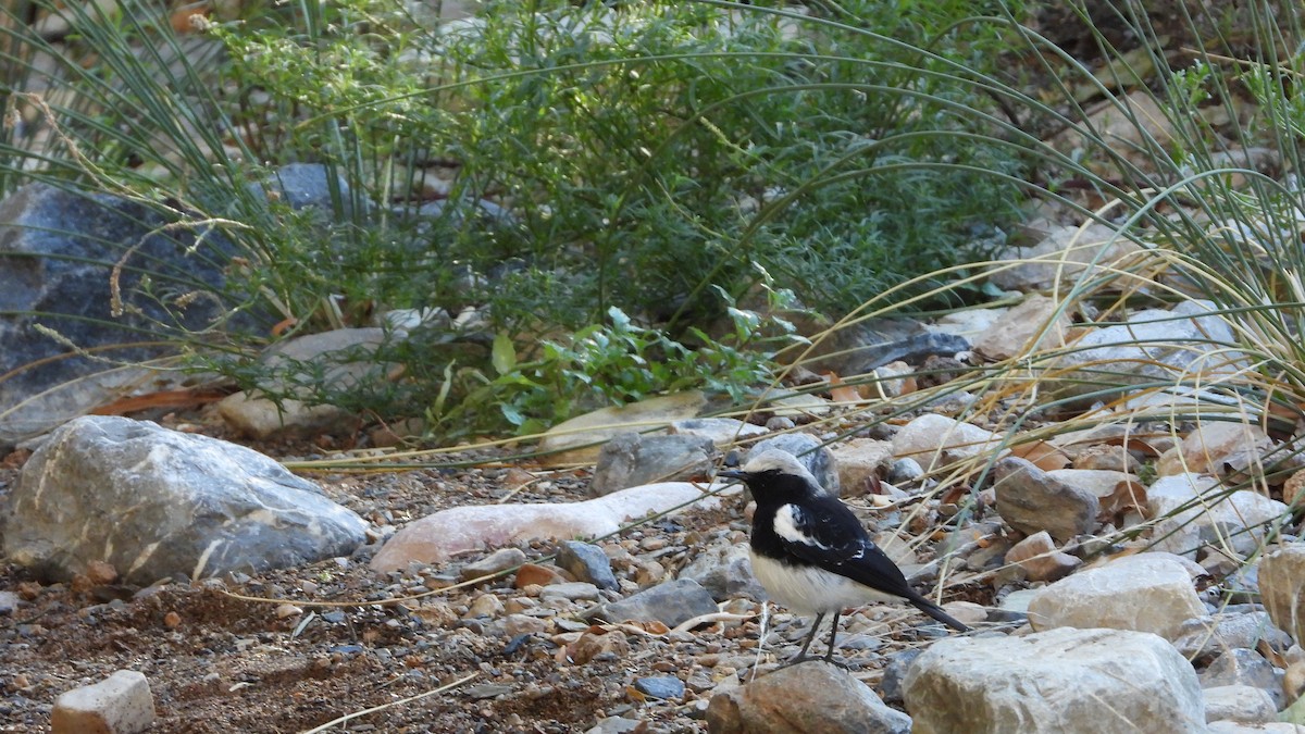 Mountain Wheatear - Wim Heylen