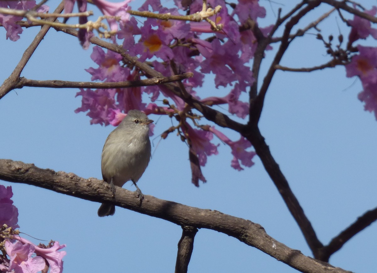 Southern Beardless-Tyrannulet - ML470522241