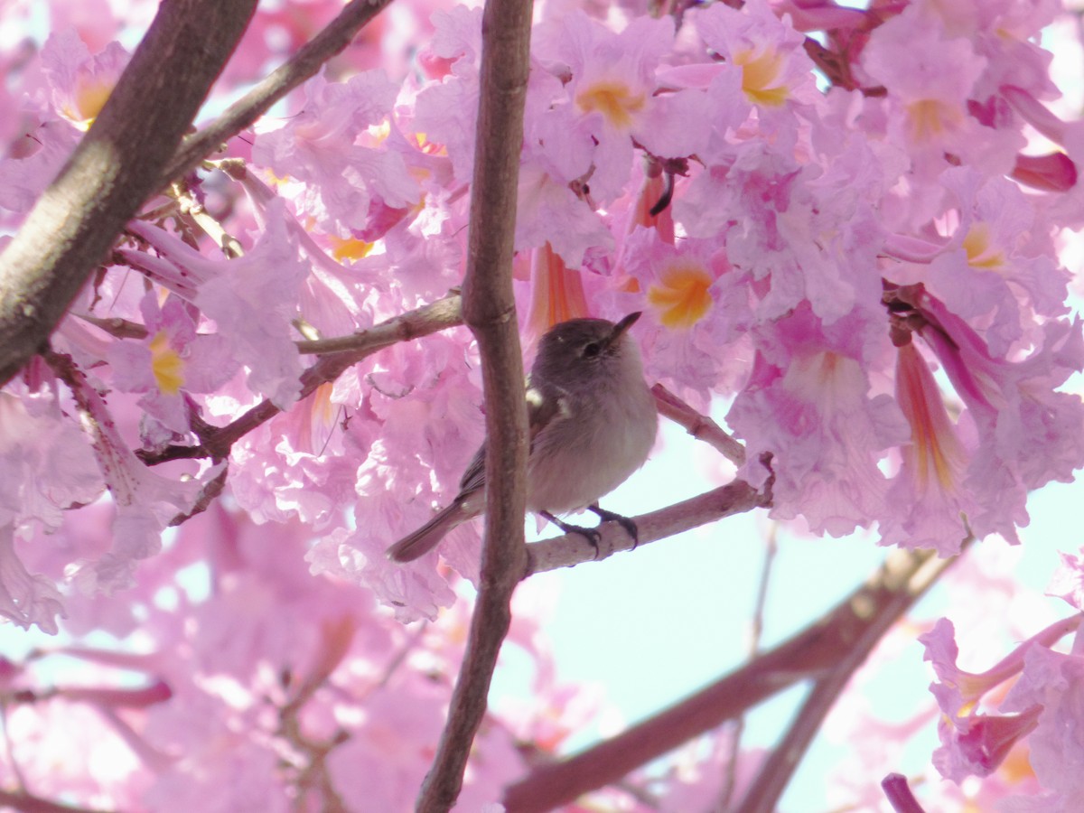 Southern Beardless-Tyrannulet - ML470522561