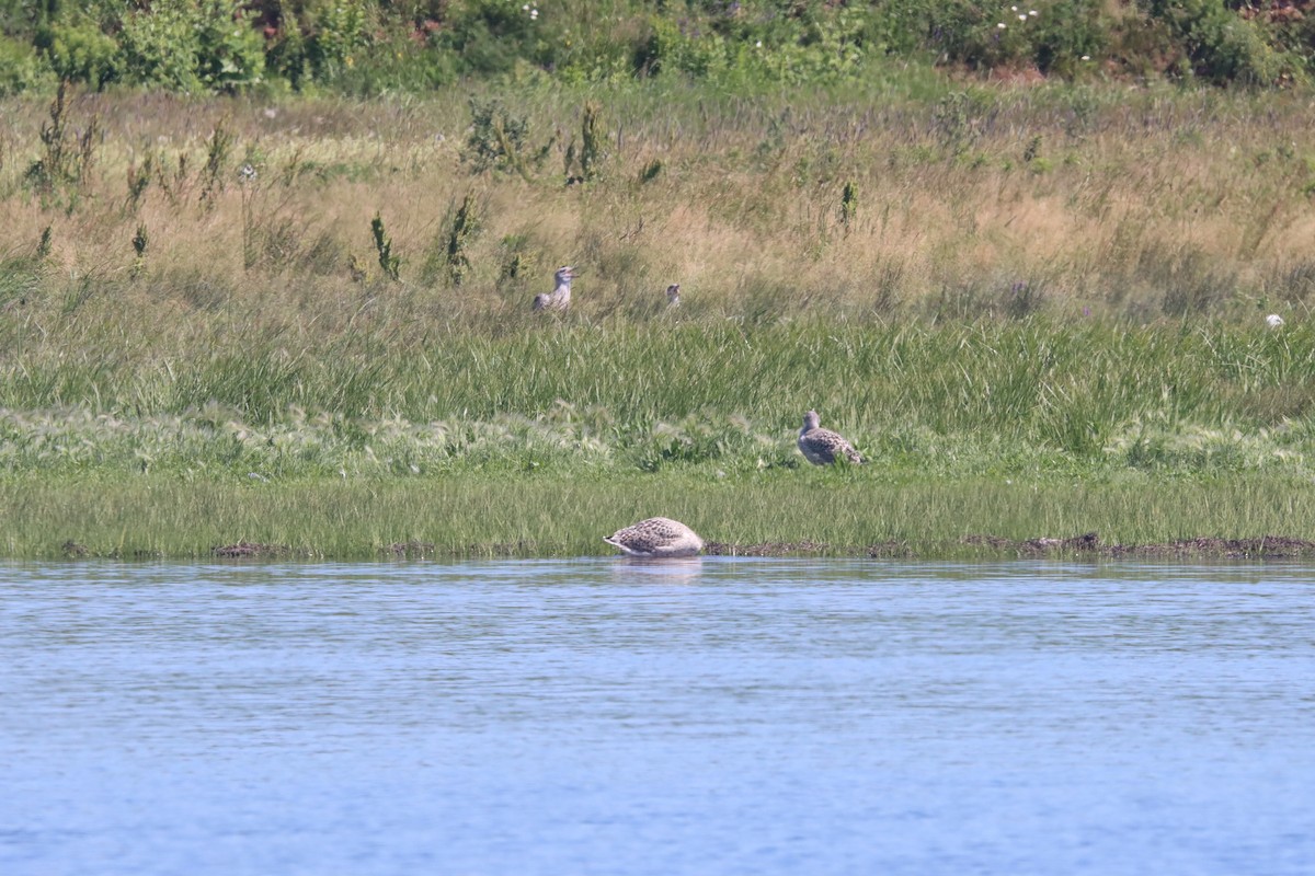 Great Black-backed Gull - ML470522941