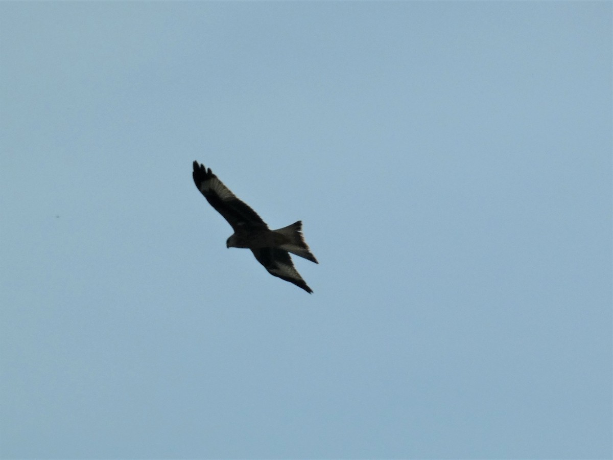 Red Kite - ML470523521