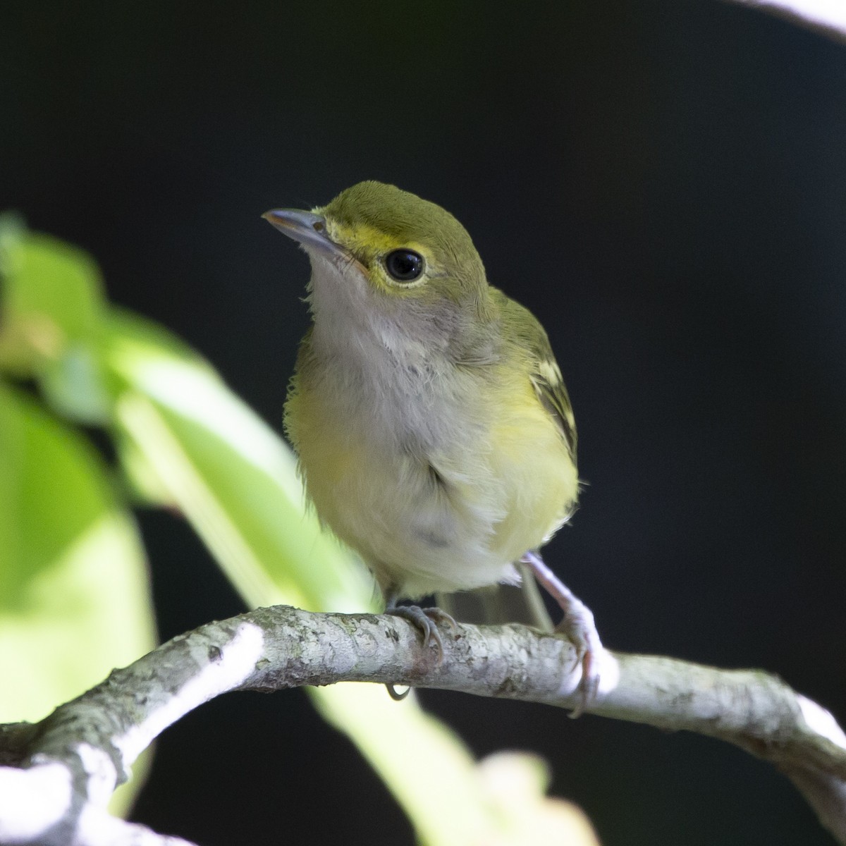 Moucherolle vert - ML470523551