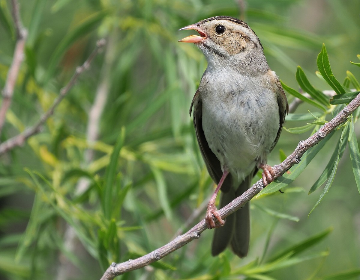 Clay-colored Sparrow - ML470524091