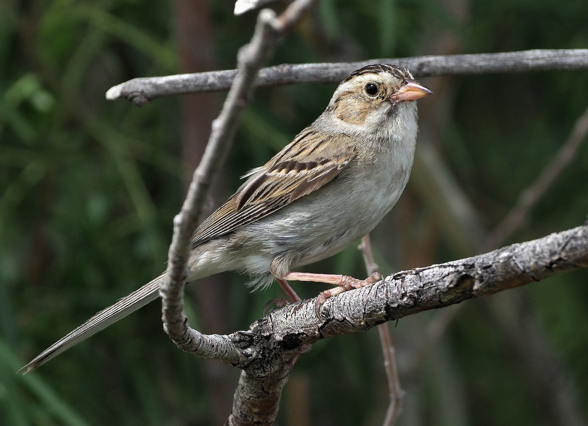 Clay-colored Sparrow - Aidan Brubaker