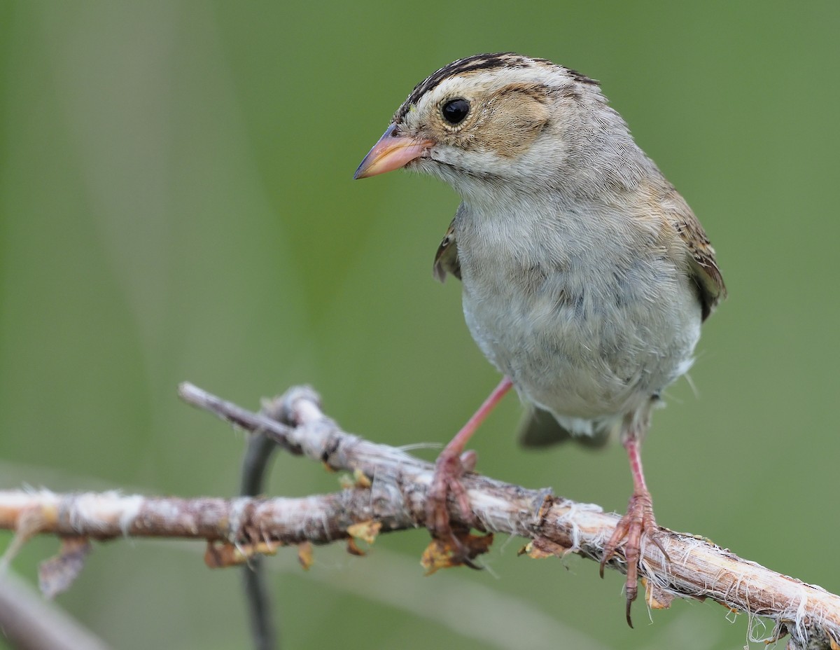 Clay-colored Sparrow - Aidan Brubaker
