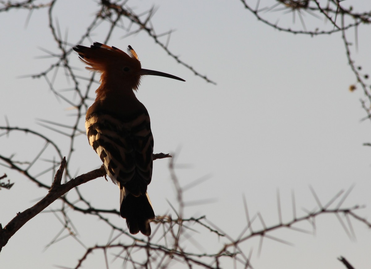 Eurasian Hoopoe - ML470524561