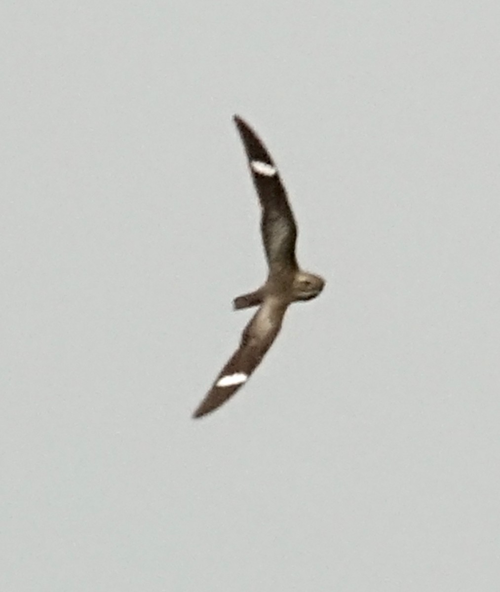 Common Nighthawk - ML470524871