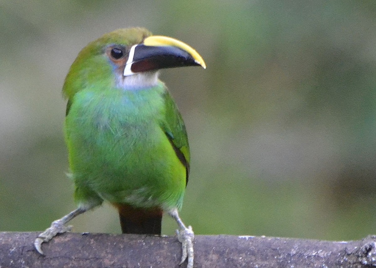 Southern Emerald-Toucanet (Gray-throated) - ML470525461