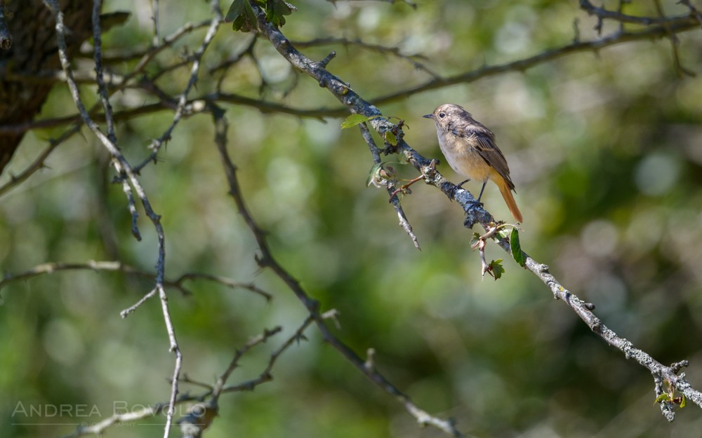 Common Redstart - ML47052661