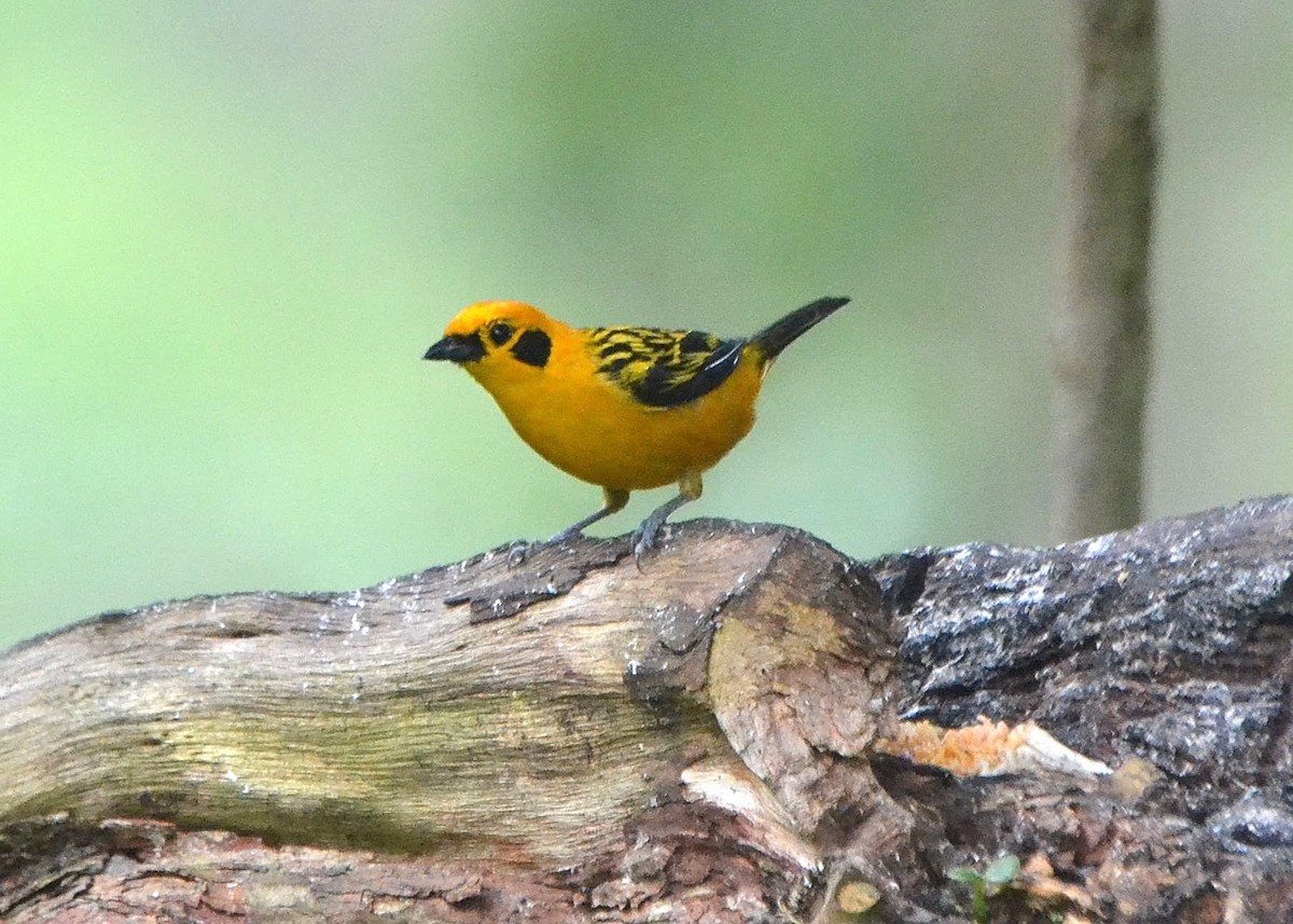 Golden Tanager - Scott Latimer