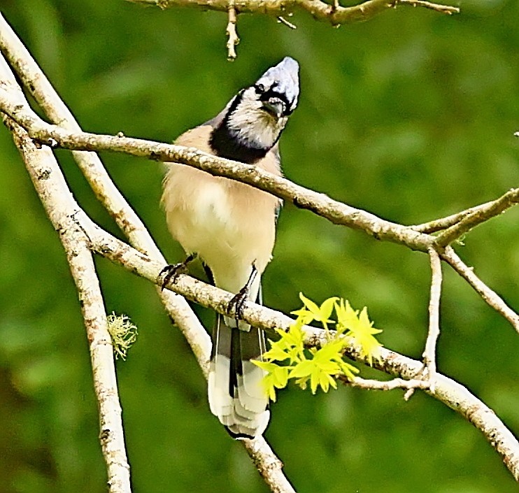 Blue Jay - ML470528351