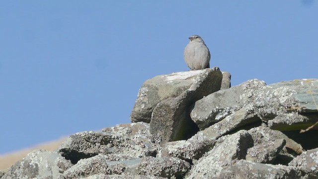 Boulder Finch - ML470529011