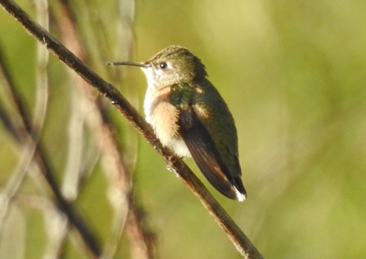 Calliope Hummingbird - ML470529641