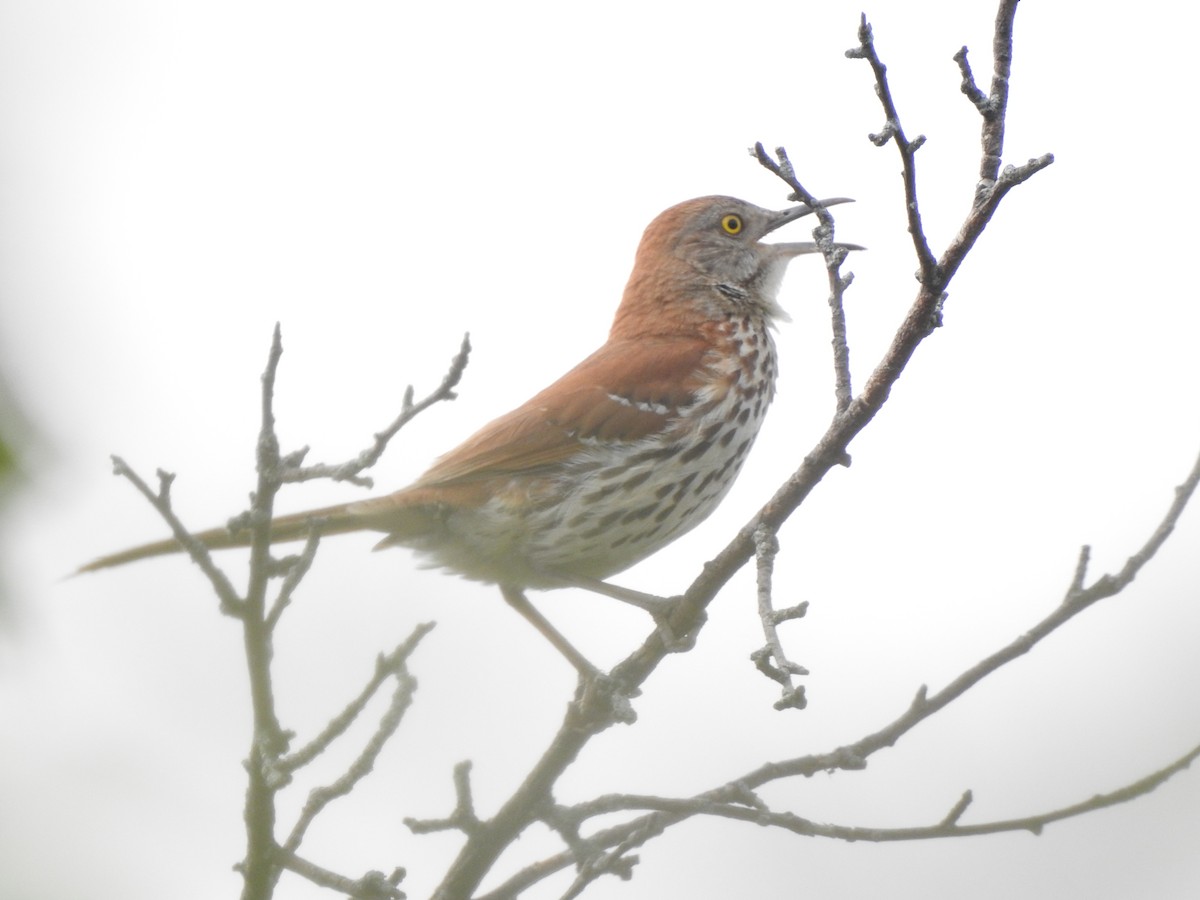 Brown Thrasher - Matthew Dudziak