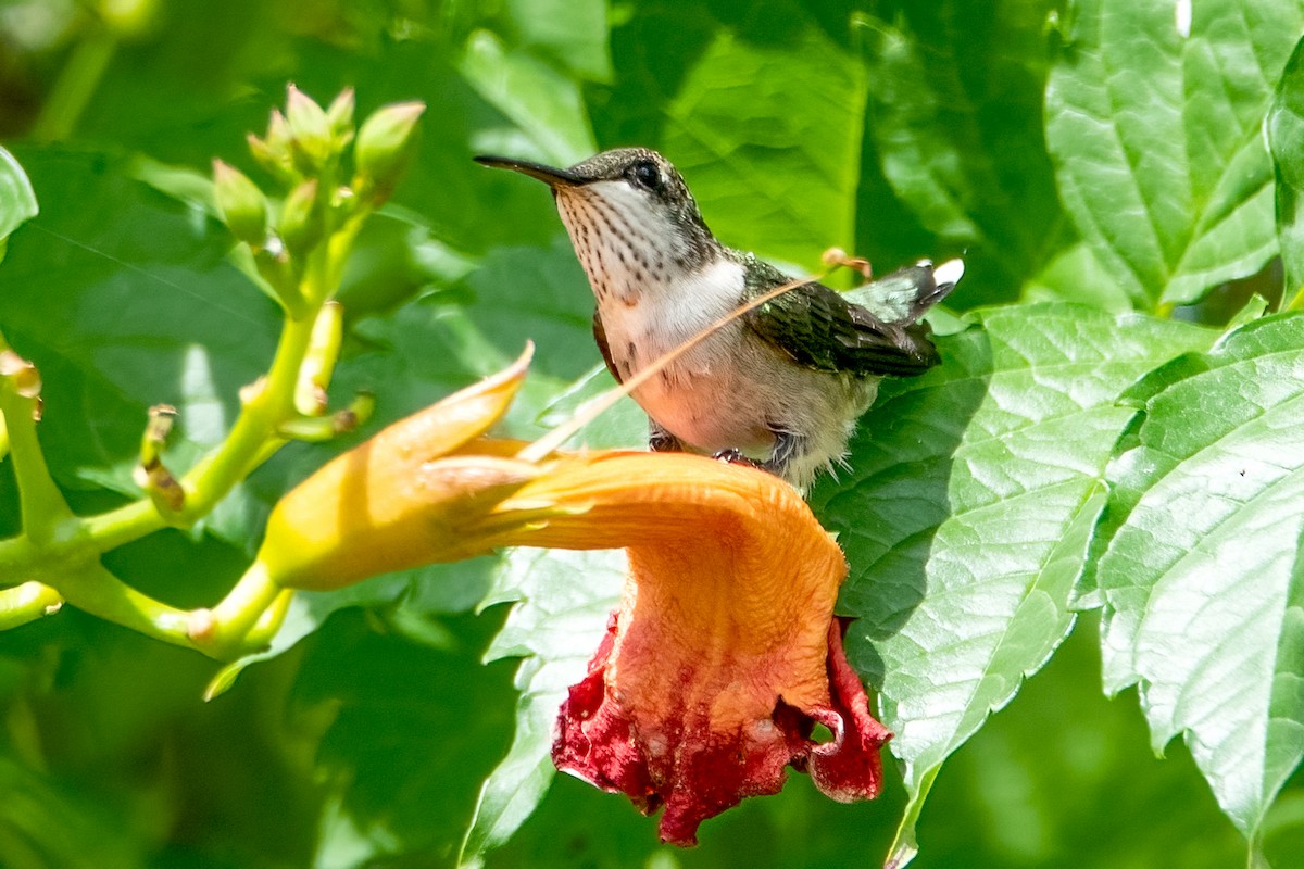 Ruby-throated Hummingbird - ML470530011