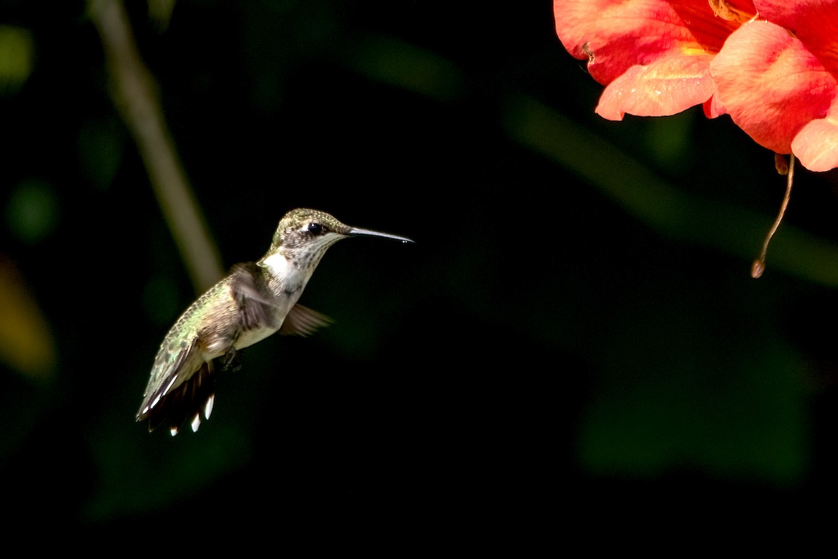 Ruby-throated Hummingbird - ML470530041