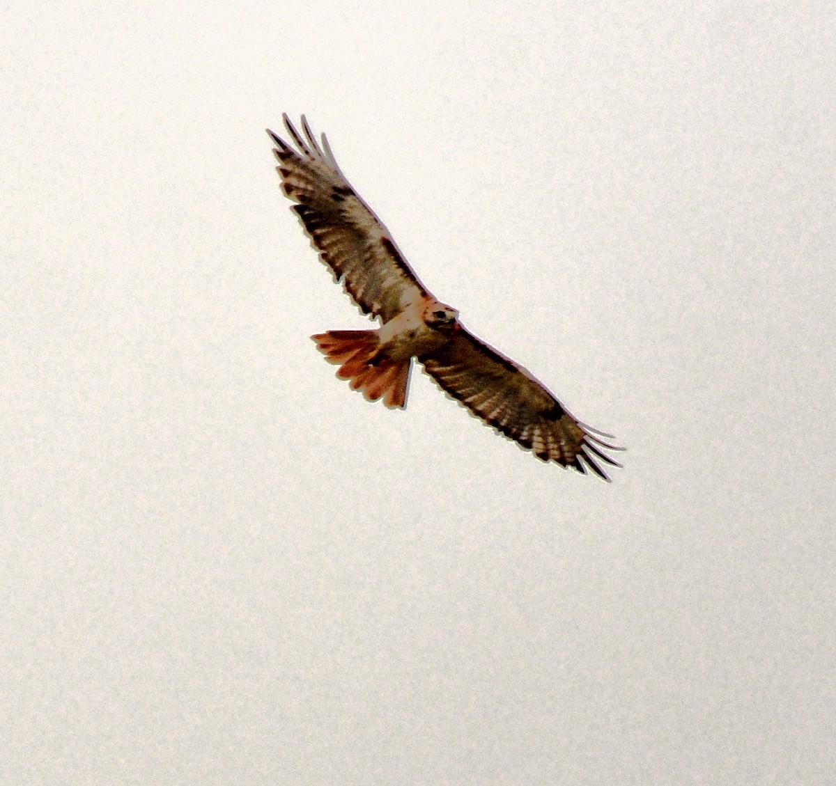 Red-tailed Hawk - ML470530421