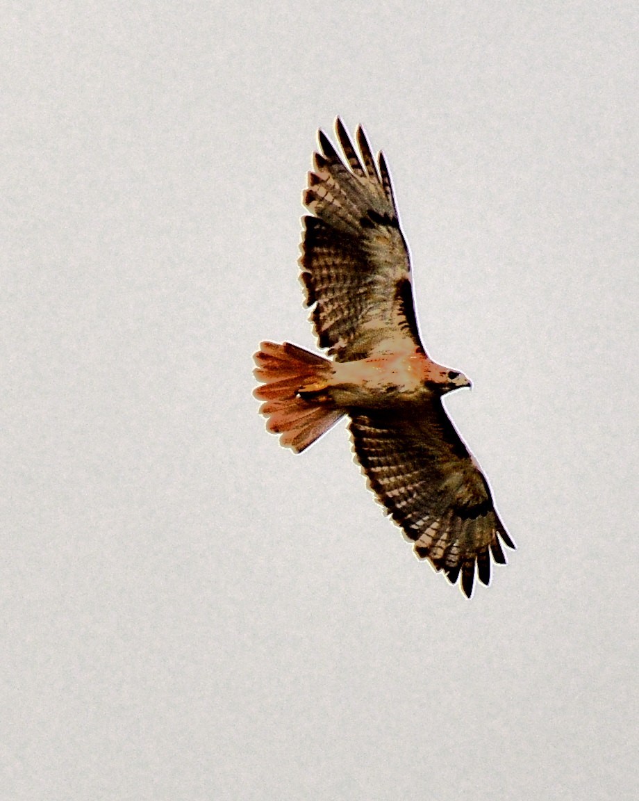 Red-tailed Hawk - ML470530431