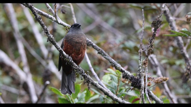 Chestnut-bellied Cotinga - ML470530741