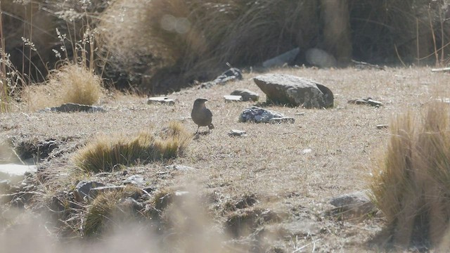 Boulder Finch - ML470533281