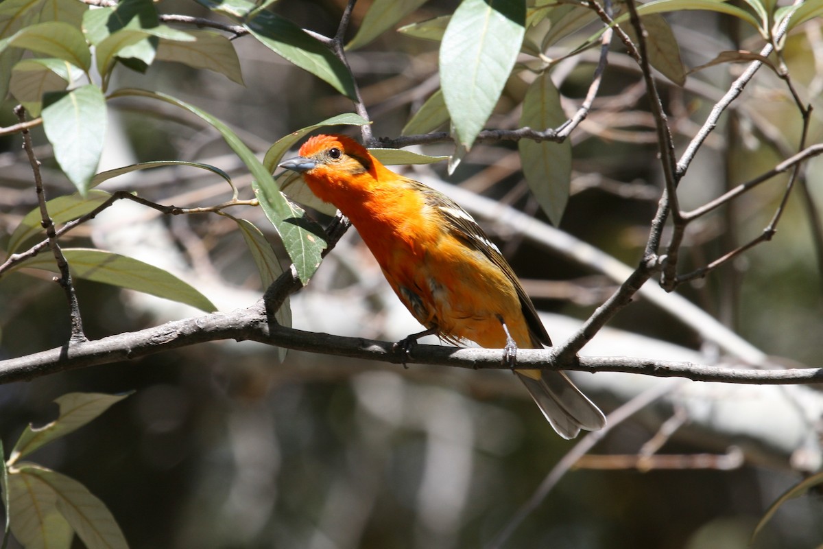 Flame-colored Tanager - ML470537051