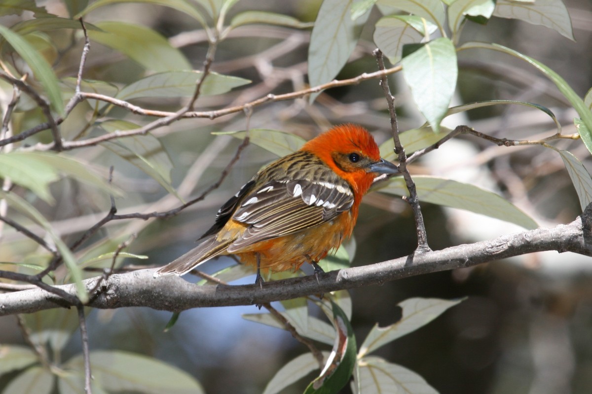 Flame-colored Tanager - ML470537061