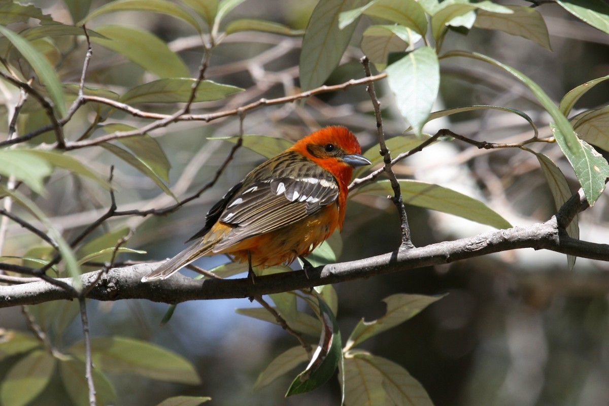 Flame-colored Tanager - ML470537071