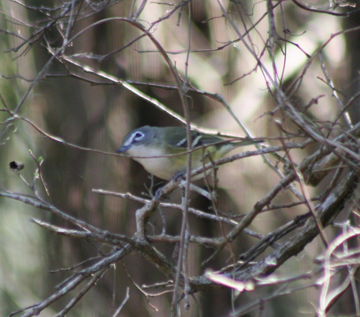 Mavi Başlı Vireo - ML47053721