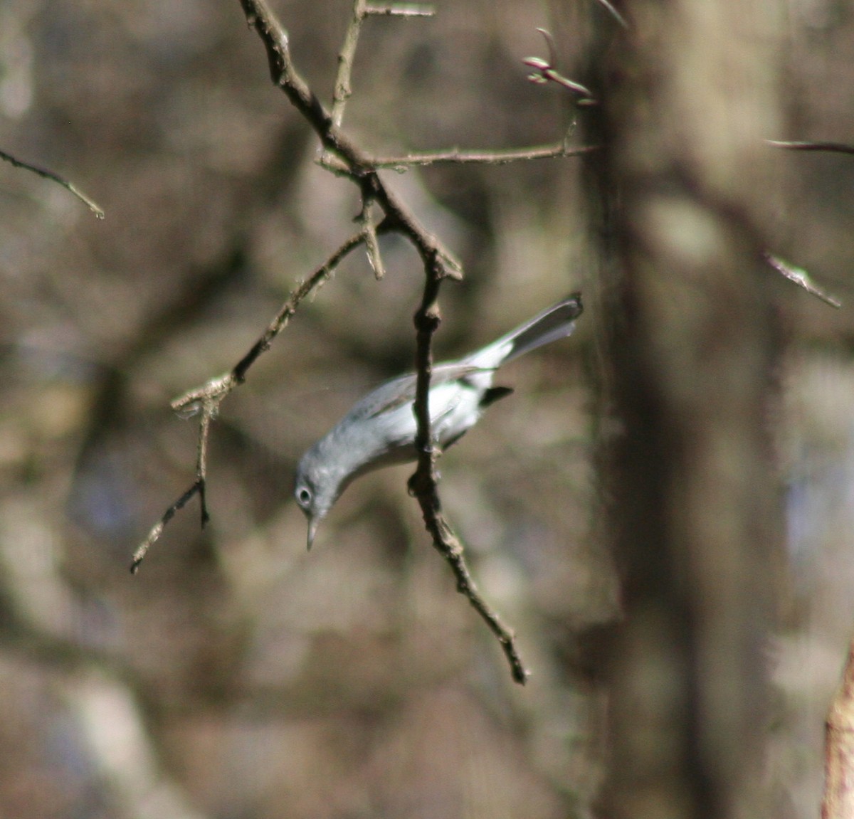 Blue-gray Gnatcatcher - ML47053731