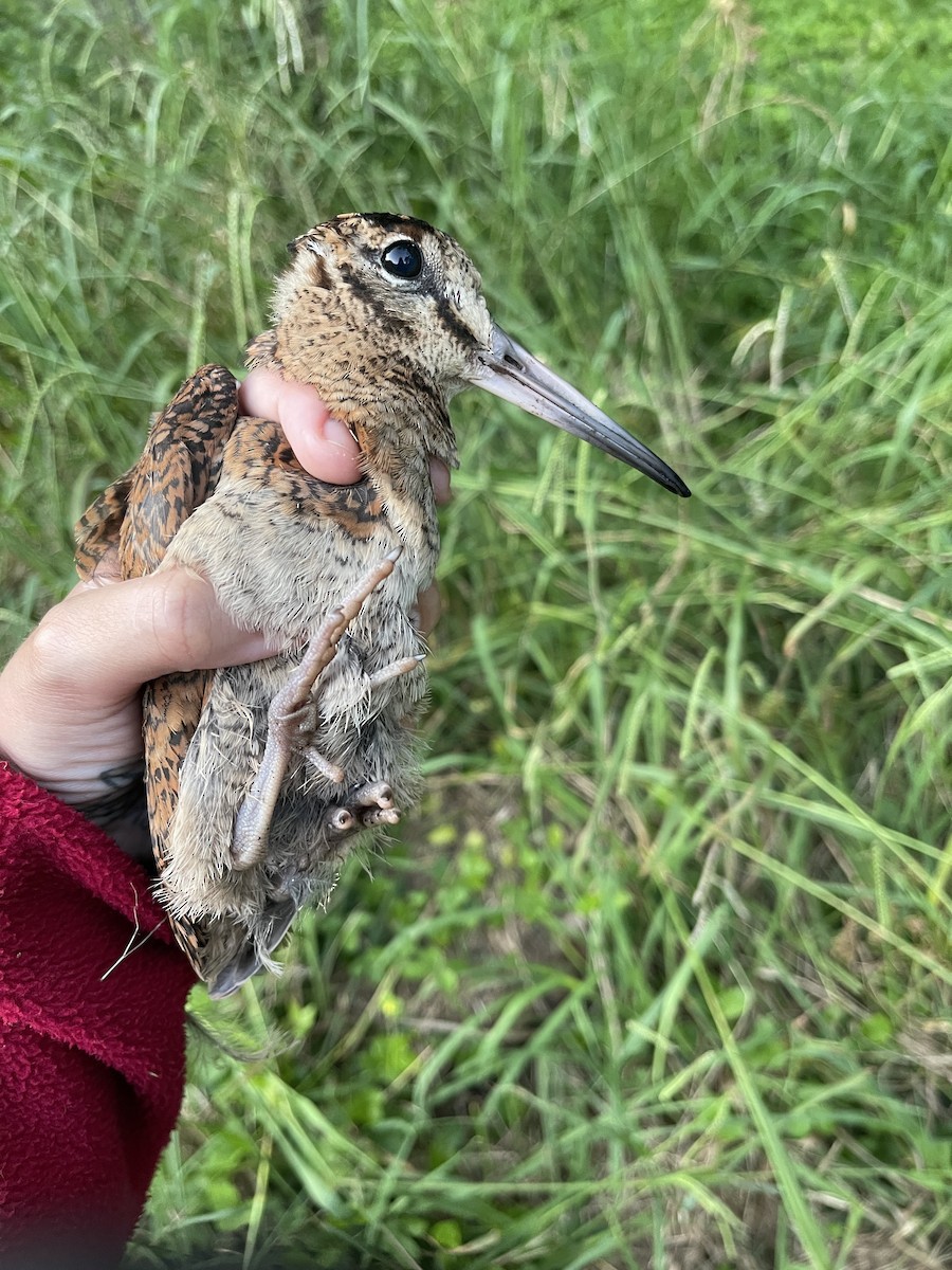 Eurasian Woodcock - ML470537721