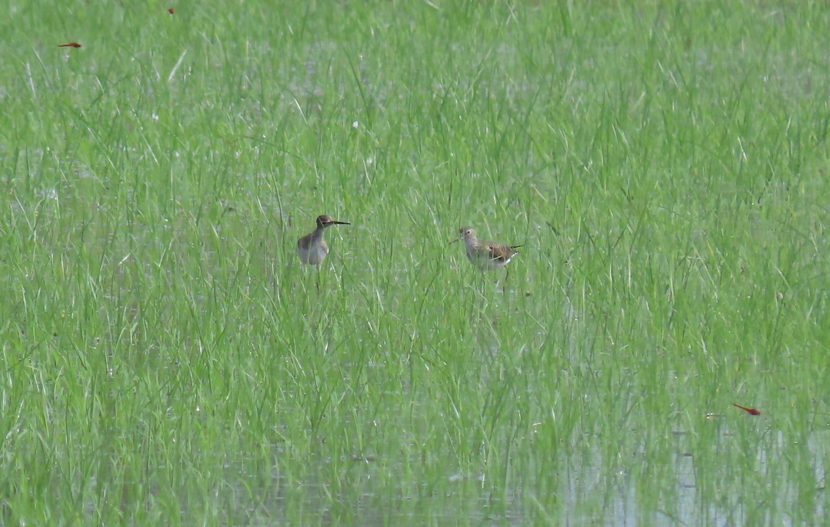 Solitary Sandpiper - ML470538151