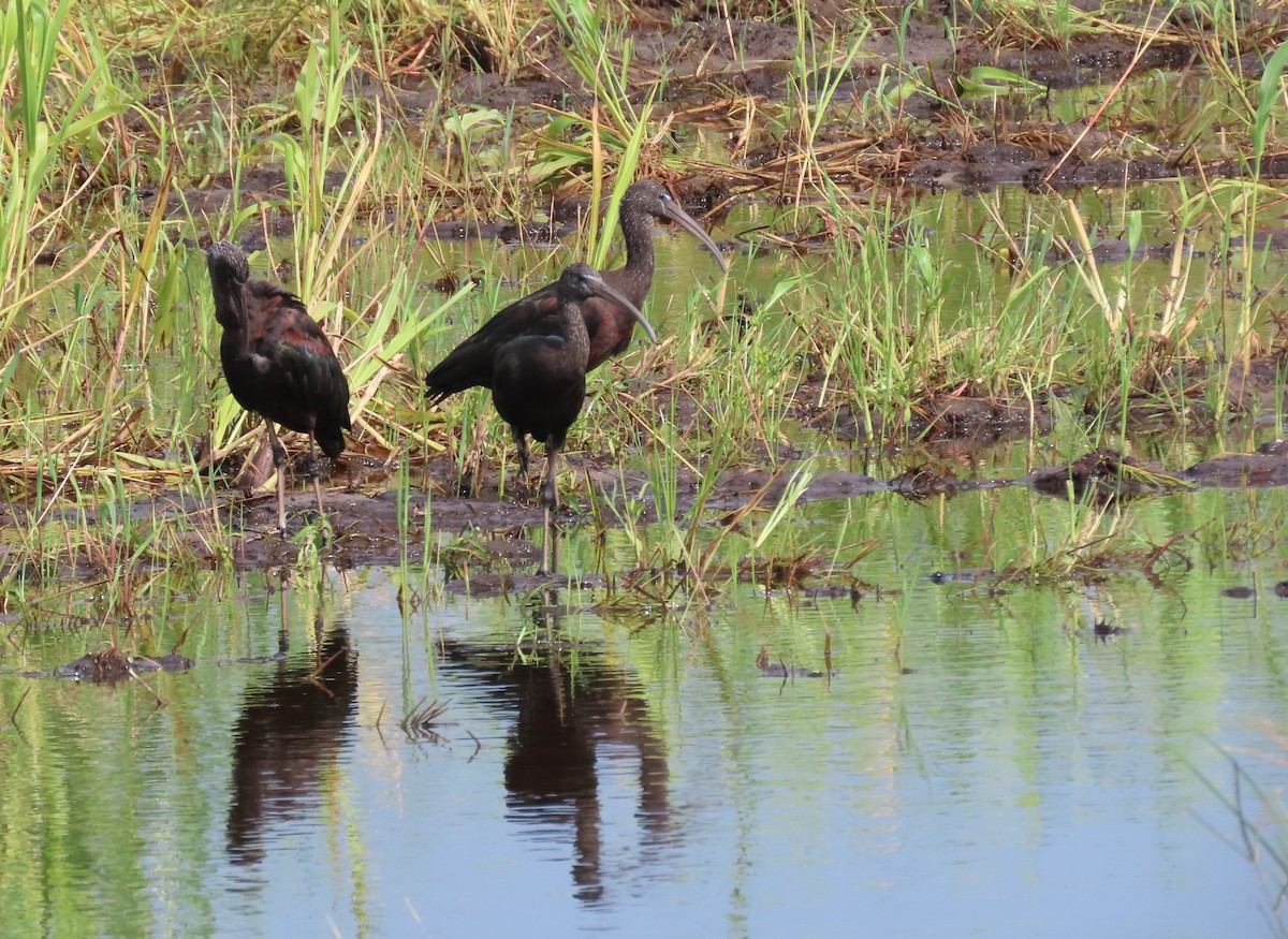 Glossy Ibis - ML470538181