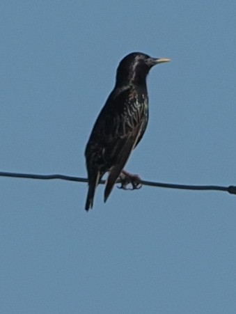 European Starling - ML470538341