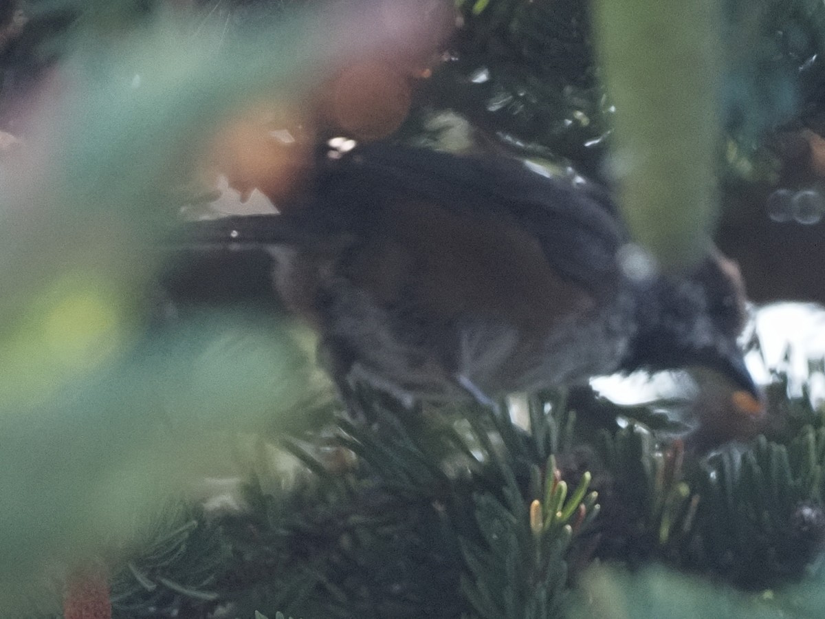 Mésange à tête brune - ML470538351