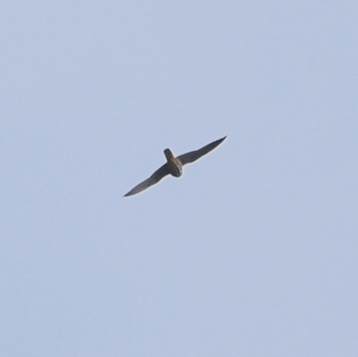 Eurasian Hobby - ML470538971