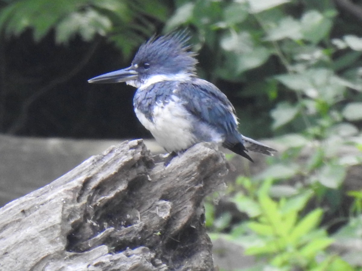 Belted Kingfisher - ML470539881