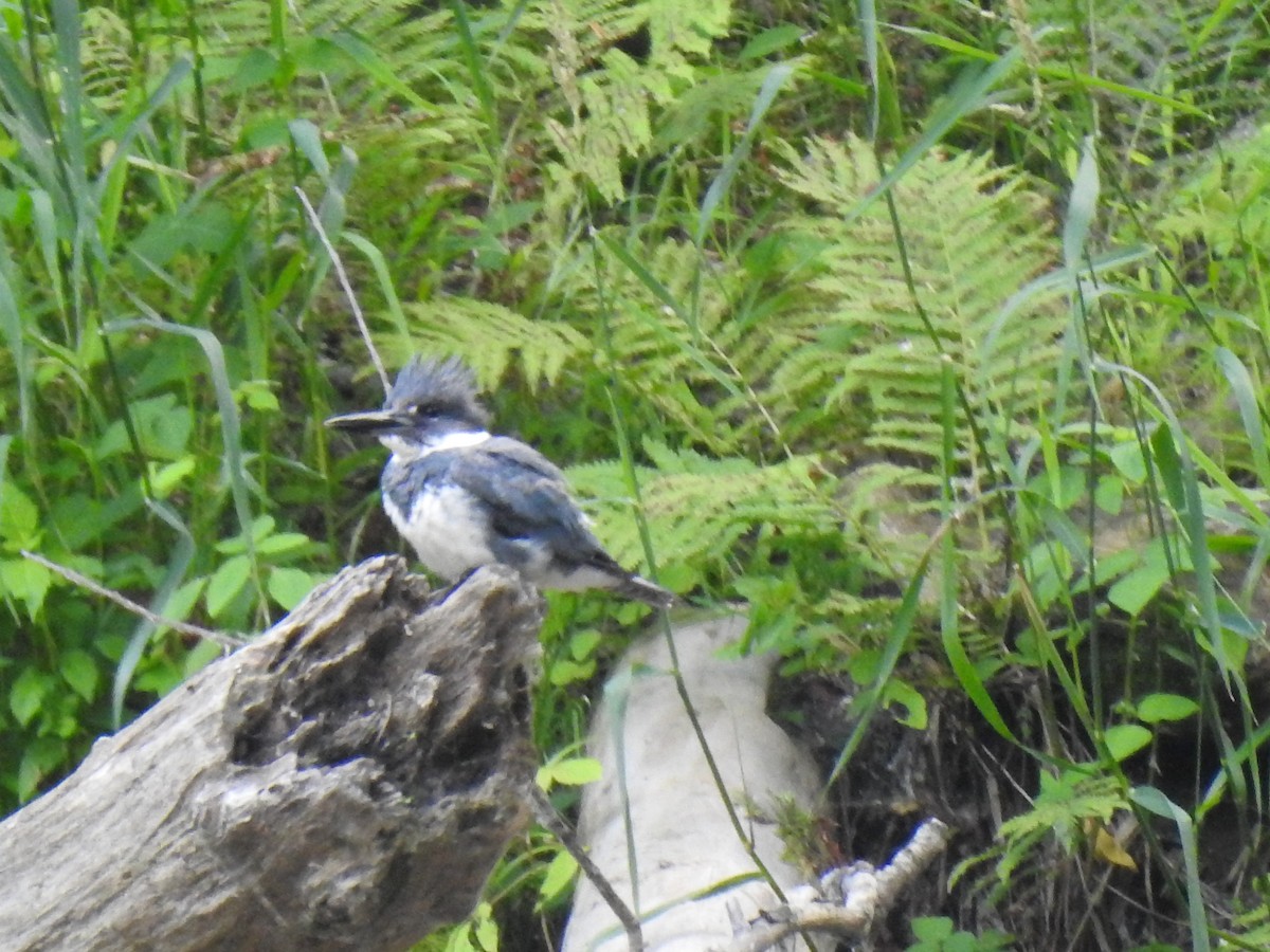 Belted Kingfisher - ML470539891