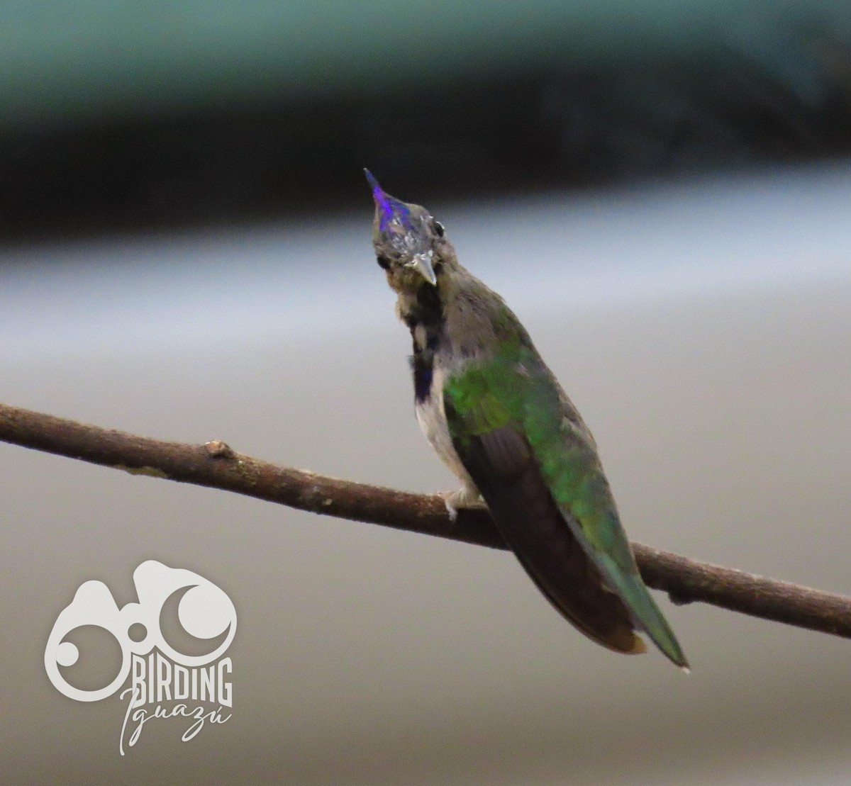 Purple-crowned Plovercrest - ML470540111