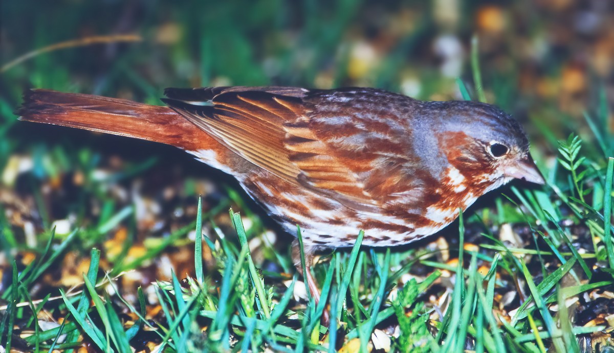 Fox Sparrow - ML470541221