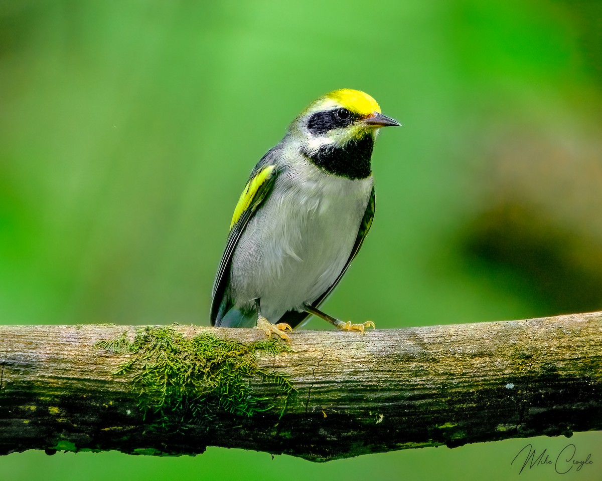 Golden-winged Warbler - ML470541481