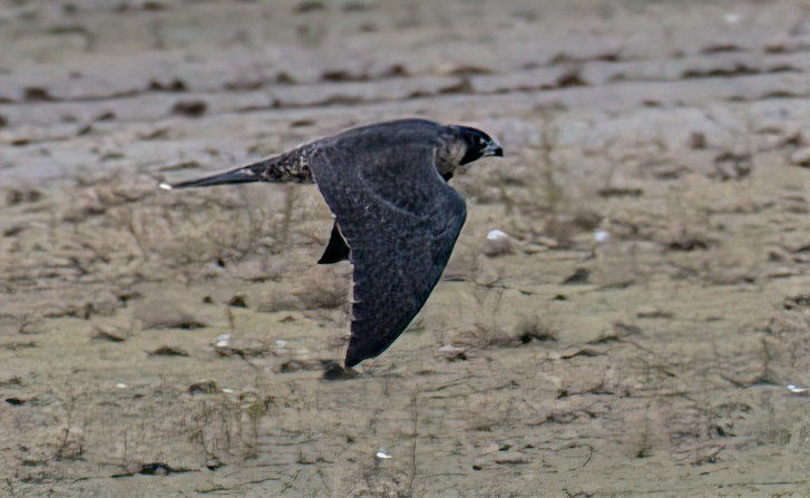 Peregrine Falcon - ML470541551