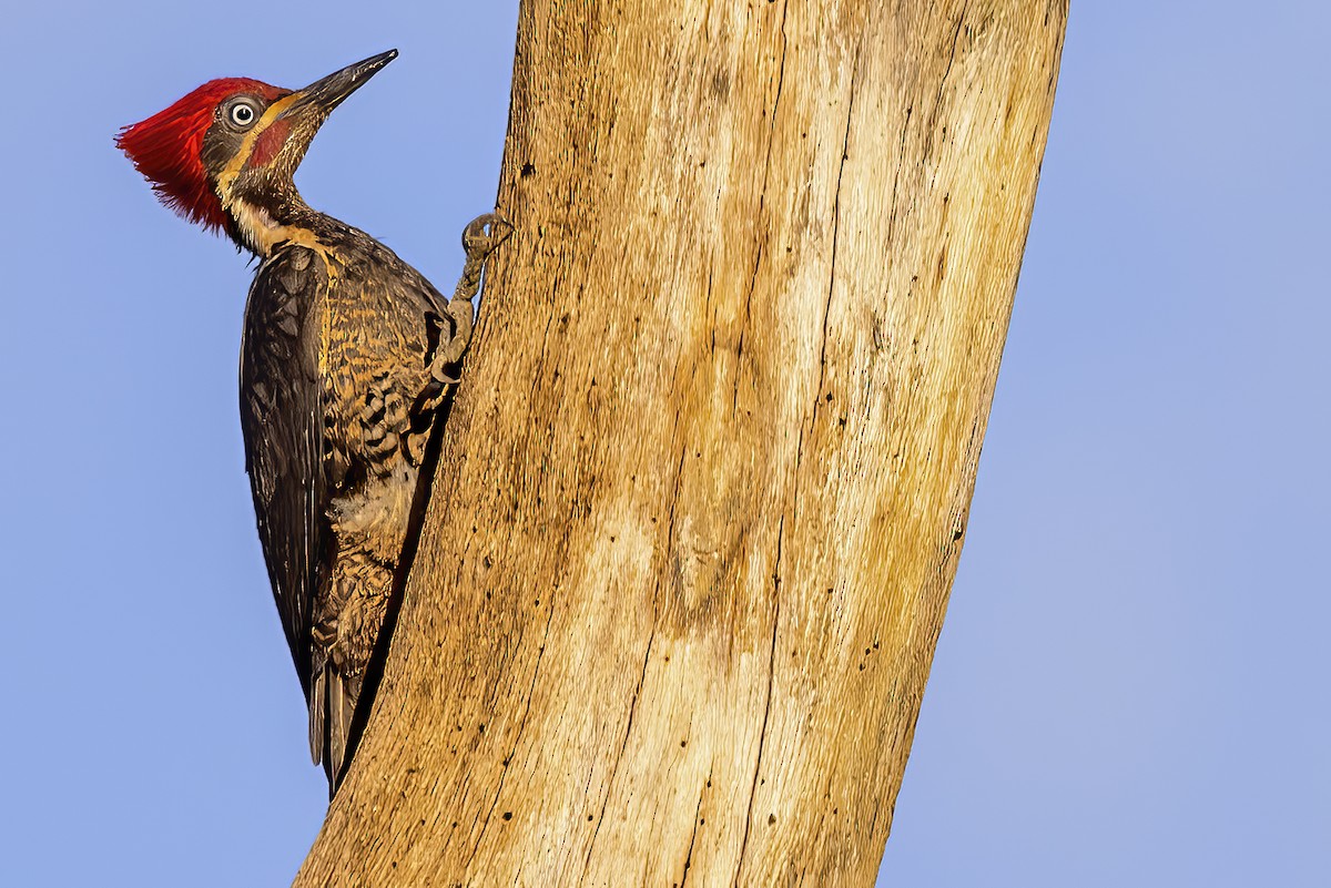 Lineated Woodpecker - Scott Young