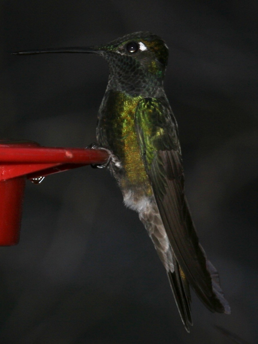 Rivoli's Hummingbird - ML470542411