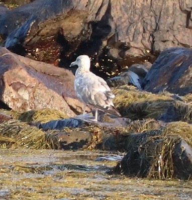 Herring Gull - ML470543831