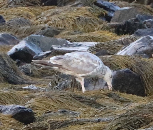 Herring Gull - ML470543901