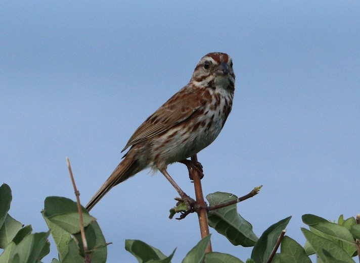 Song Sparrow - A. Gary Reid